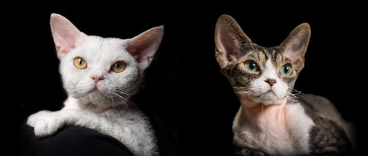 2023 Maison De Sannte Devon Rex Breeding Plan I